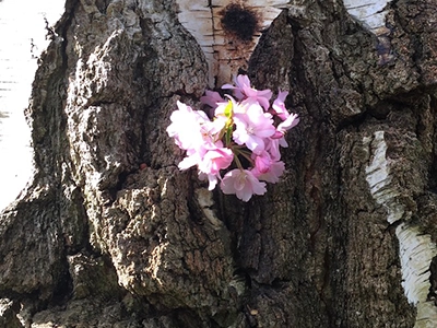 dieses Bild zeigt eine Blüte in einem Baum