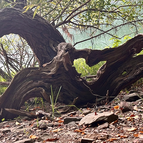 dieses Foto zeigt einen Baum