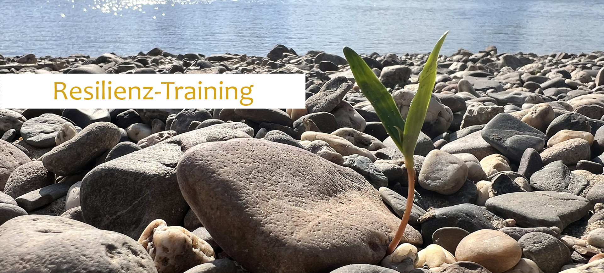 01 Pflanze-Steine_mit Claim dieses Foto zeigt einen Keimling zwischen Steinen – Resilienz-Training