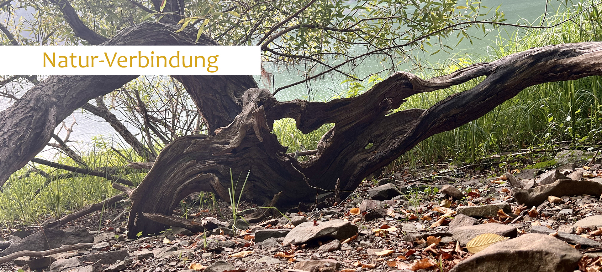 05 Naturverbindung mit Claim dieses Foto zeigt ein Holz mit einem Herz – Natur-Verbindung